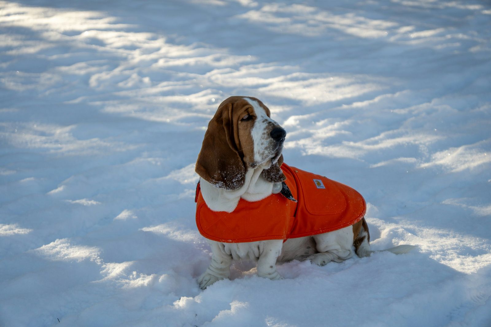 Basset hound wearing an orange winter coat, sitting in snow